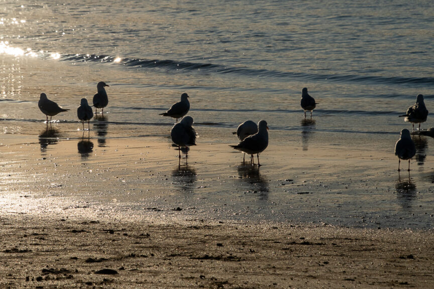 Gulls at play