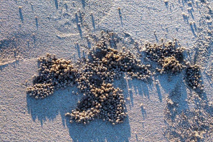 Sand crab art (is it a poodle)
