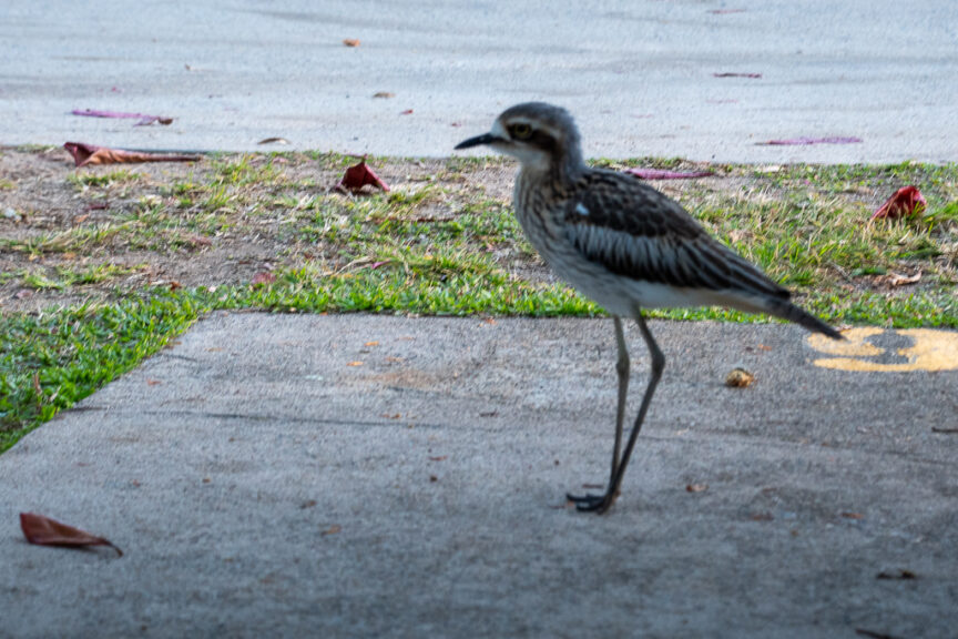 A Curlew
