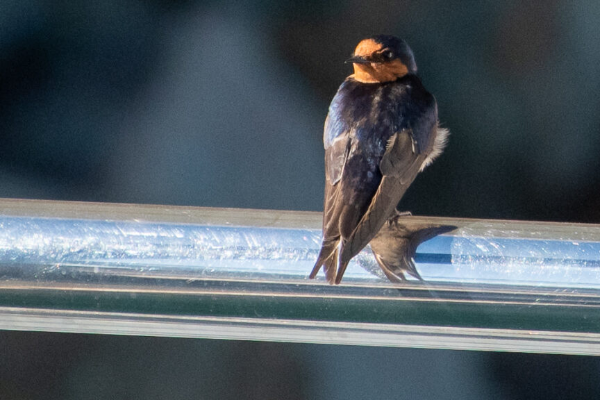 Greeted by a swallow
