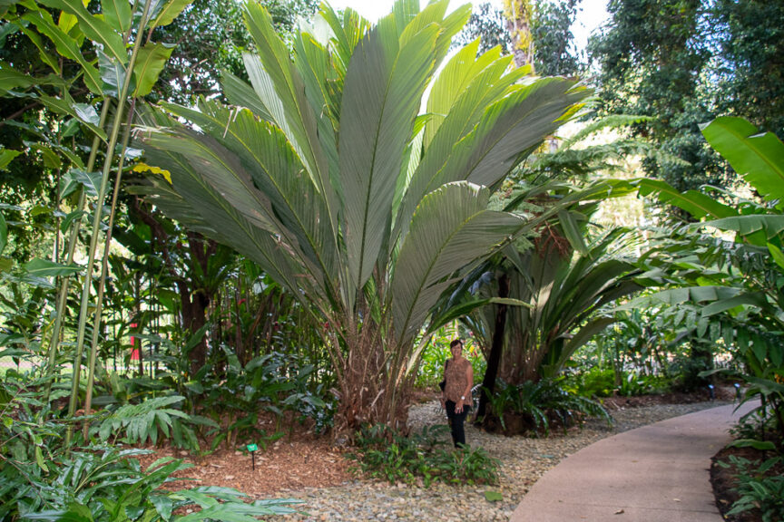 Huge palm